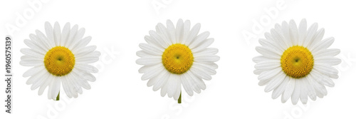 White Oxeye Daisy Flower Heads Isolated on White - High-Resolution Chamomile Blossoms for Organic Beauty Branding, Medical Herb Illustrations, Summer Florals, and Nature Graphics