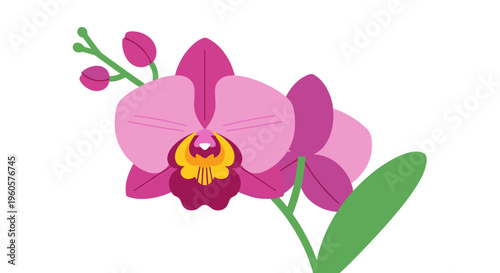 Pink Orchid Flower Illustration.