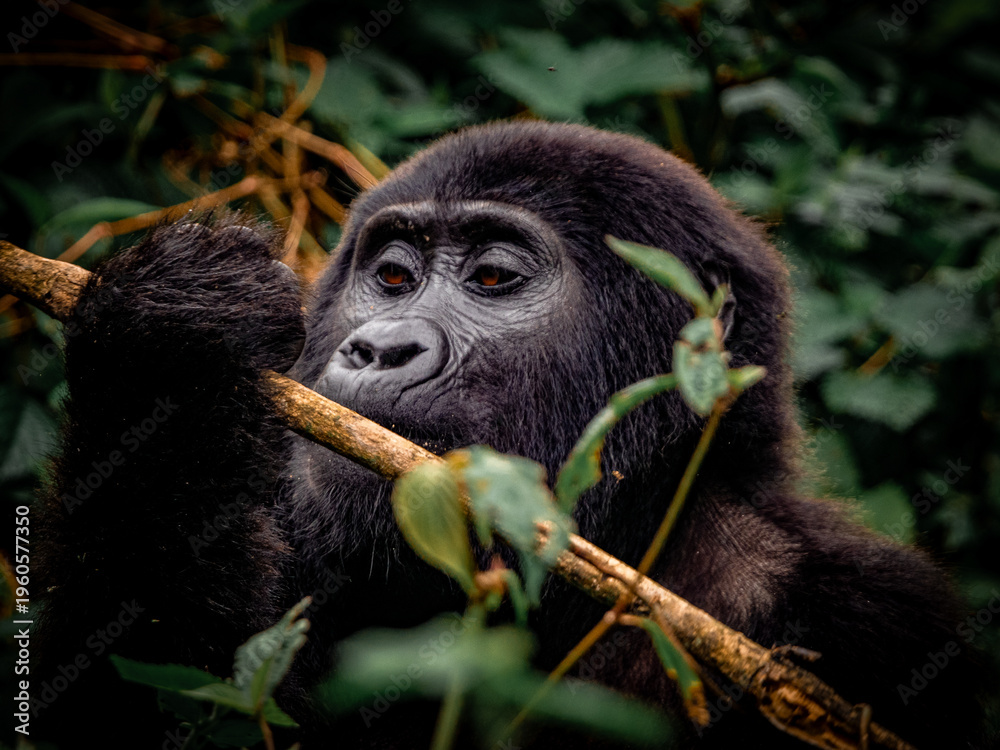Obraz premium Close up of mountain gorilla in dense rainforest, Bwindi Uganda wildlife