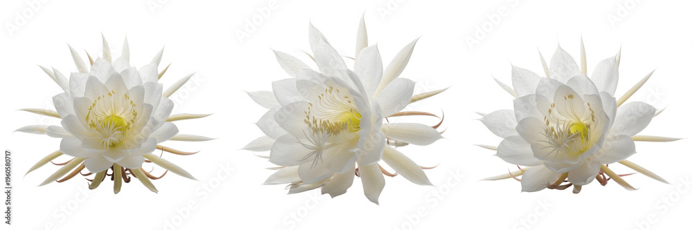 Obraz premium Set of three white Brahma Kamal flowers night blooming cereus isolated on white background floral elements