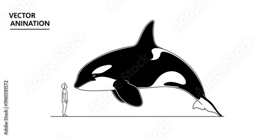Striking black and white vector graphic illustrating the colossal proportions of a killer whale