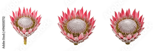 Quadro su tela Set of three beautiful pink king protea flowers isolated on white background for