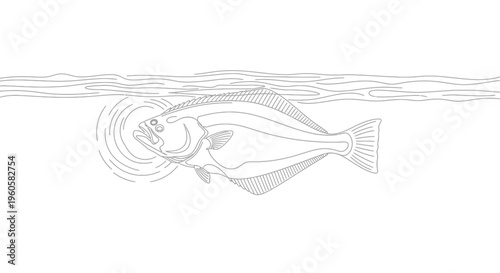 Outline drawing of a large flatfish swimming near the water surface creating ripples