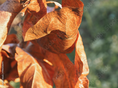 Close-up of fallen brown foliage in a backyard setting with soft natural light. A warm, minimalist seasonal backdrop perfect for eco-friendly and autumnal designs.