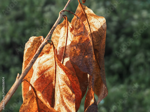 Close-up of fallen brown foliage in a backyard setting with soft natural light. A warm, minimalist seasonal backdrop perfect for eco-friendly and autumnal designs.