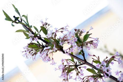 spring flowers on a white background, Close-up of blooming spring flowers with dreamy blurred background