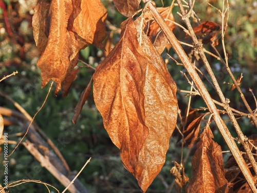 Close-up of fallen brown foliage in a backyard setting with soft natural light. A warm, minimalist seasonal backdrop perfect for eco-friendly and autumnal designs.