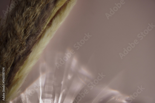 Aesthetic dried grass stems on a soft pastel pink background with elegant natural sunlight shadows. A minimalist organic composition featuring a dreamy, calm atmosphere, perfect for modern branding