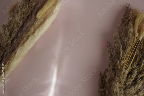 Aesthetic dried grass stems on a soft pastel pink background with elegant natural sunlight shadows. A minimalist organic composition featuring a dreamy, calm atmosphere, perfect for modern branding