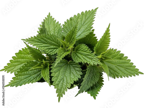 Stinging nettle plant with green leaves isolated on transparent background