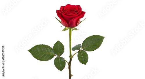 Red Rose with Green Leaves on Black Background flower