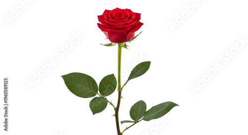 Red rose with green leaves on black background single rose