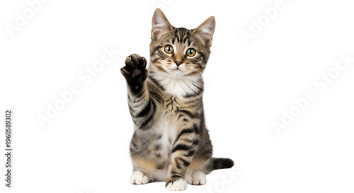 Tabby cat sitting and waving right paw on black background