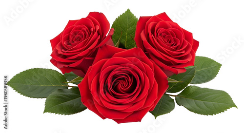 Three Red Roses with Green Leaves on Black Background 1