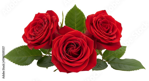 Three Red Roses with Green Leaves on Black Background