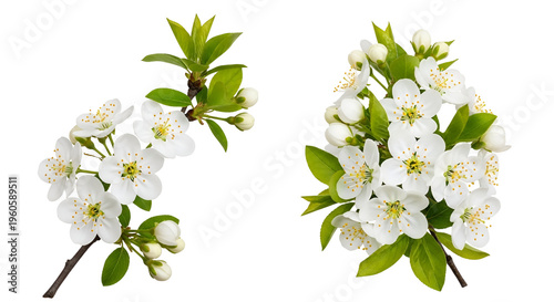 White Flowering Branches with Green Leaves on Black Background