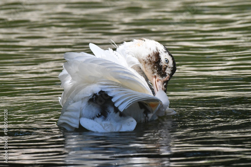 Wallpaper Mural Uma linda marreca dando um show de beleza tomando banho no lago do Museu da República - Palácio do Catete - RJ Torontodigital.ca
