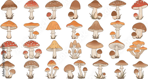 Mushroom collection forest fungi variety cartoon botanical vector illustration set
