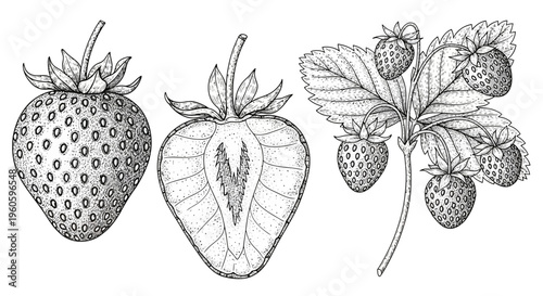 Hand-drawn illustration of a fresh strawberry, cut in half, and a branch with berries.