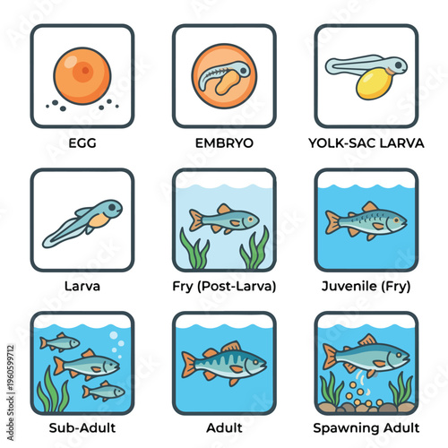 Fish Life Cycle Stages 1.