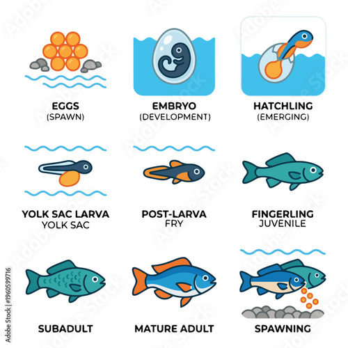 Fish Life Cycle Stages.