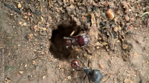 Close up of ants crawling in and out of a dark hole in dry soil ground