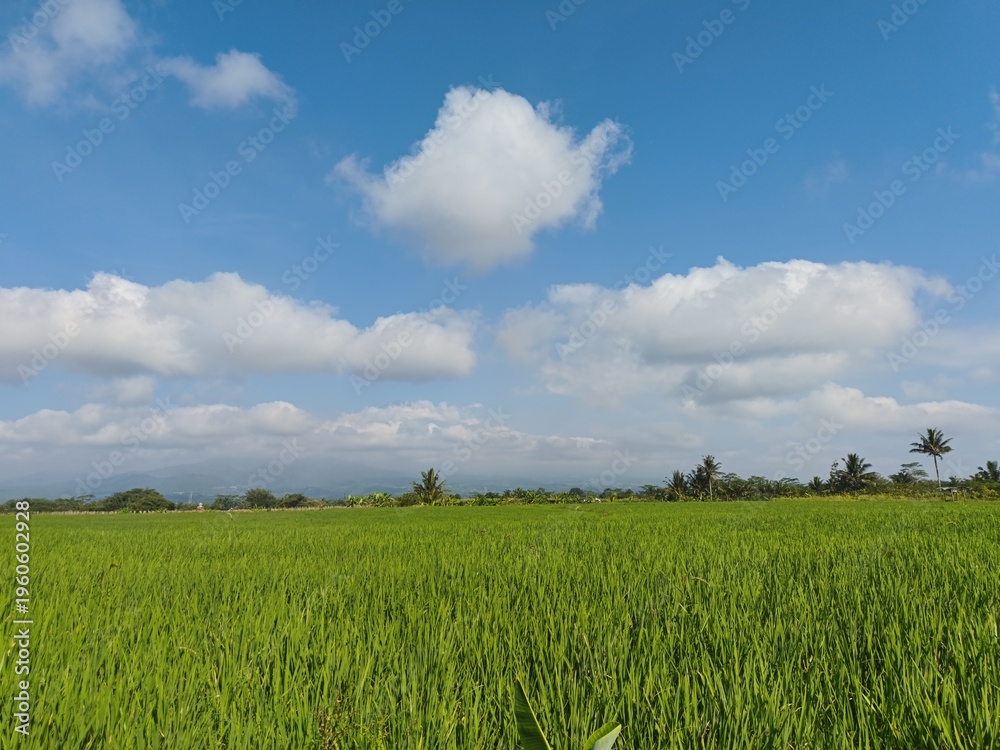 Ταπετσαρία Vibrant green rice field landscape under a bright blue sky with fluffy white clouds