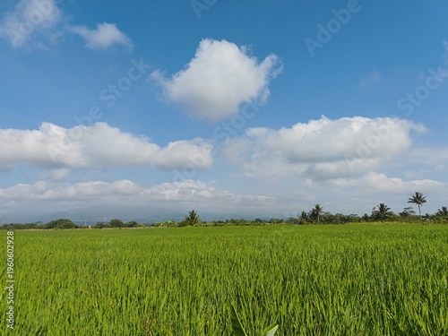Φωτογραφία Vibrant green rice field landscape under a bright blue sky with fluffy white clouds