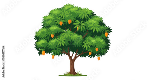Ripe Mango Tree with Fruits Isolated on White Background