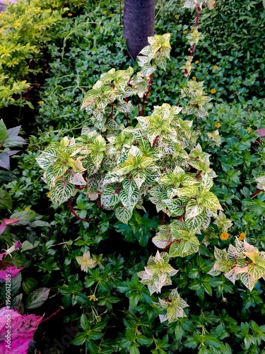 Beautiful Variegated Bougainvillea Leaves in Tropical Garden Close Up