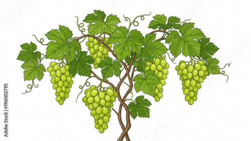 Fresh Green Grapes Hanging on Vine with Leaves