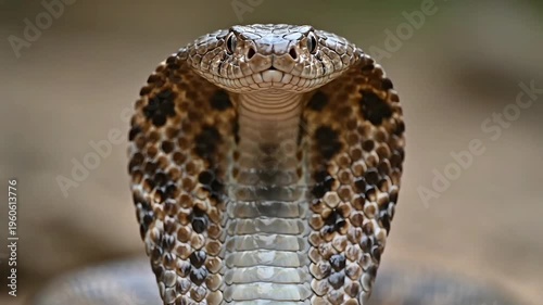 Front view close-up of a majestic King Cobra snake with flared hood and flicking tongue, displaying intense defensive posture in a natural environment.