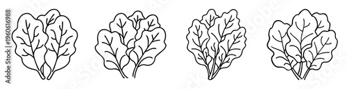 Outline drawing of four clusters of leafy vegetables, possibly spinach or arugula