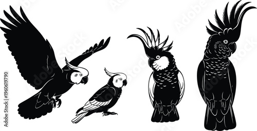 Parrot and cockatoo bird silhouette collection detailed tropical bird vector illustration set isolated on white background for wildlife design tattoo decoration and nature themes