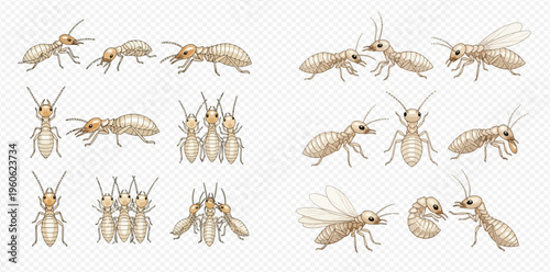 Termite colony insects in various poses, including worker, soldier, and winged forms on a transparent background.