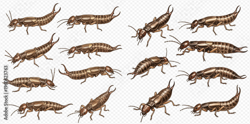 Set of various hand-drawn insect larvae and earwigs on a transparent background, vector illustration.
