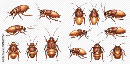 Set of realistic brown cockroaches in various poses and views on a transparent background.