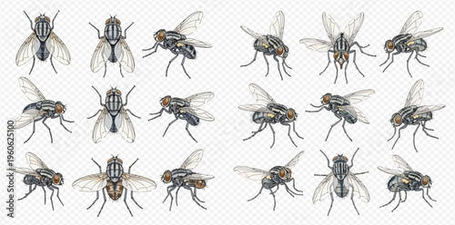 Set of housefly illustrations in various poses and angles, showing details of the insect's body, wings, and legs.