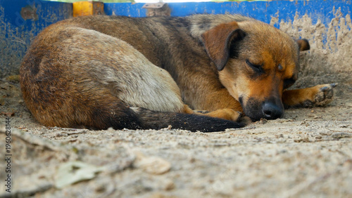Foto Stray mixed-breed dog sleeping on the ground outdoors