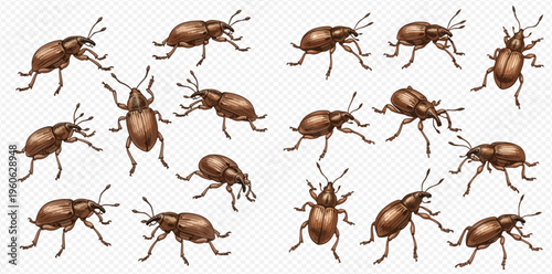 Collection of brown weevil insects in various poses, hand-drawn vector illustration set.
