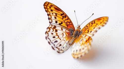 Orange and white butterfly on white background