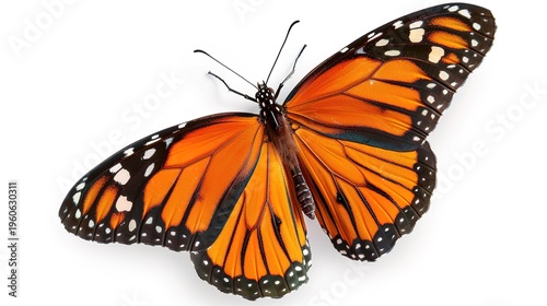 Orange butterfly with black and white wings