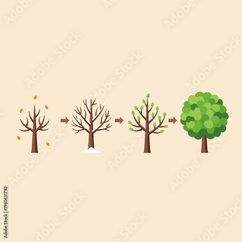 Tree Life Cycle: Seasons Change from Autumn to Summer Growth