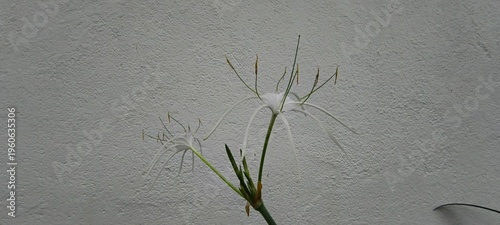 Exotic White Spider Lily Bloom Close Up – Hymenocallis littoralis Tropical Flower