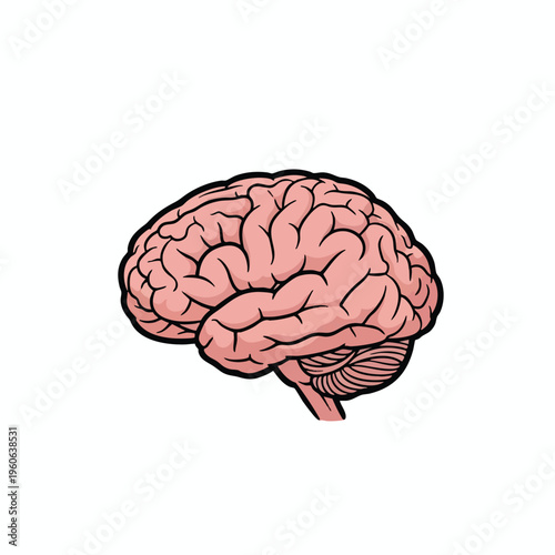 Pink brain with black outline, showing cerebral cortex and cerebellum
