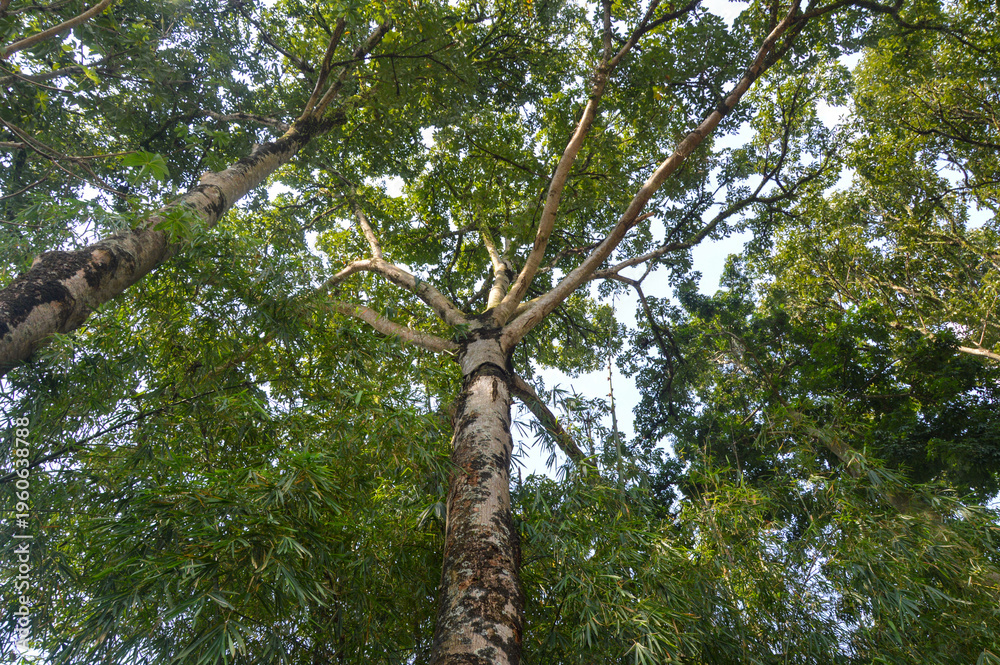 Obraz premium Low angle view of tall tropical tree trunk with rough bark texture surrounded by green forest leaves and bamboo foliage against bright sky.