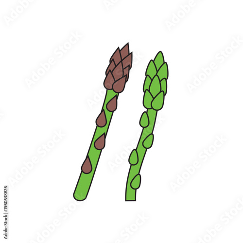 Asparagus (Asparagus officinalis) Monoline Vector Hand-Drawn Illustration Set Isolated 