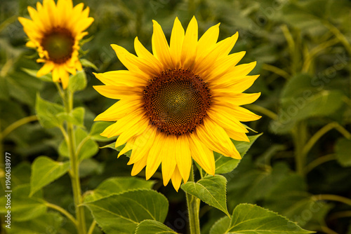 Sunflower on a rural background