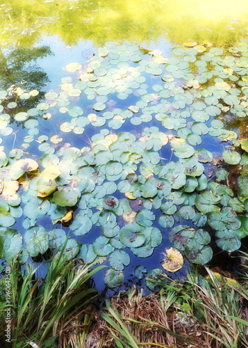 Photo of water lilies in the Bertiz Estate Park, Navarre
