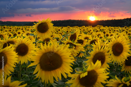 Beautiful sunset over sunflowers field